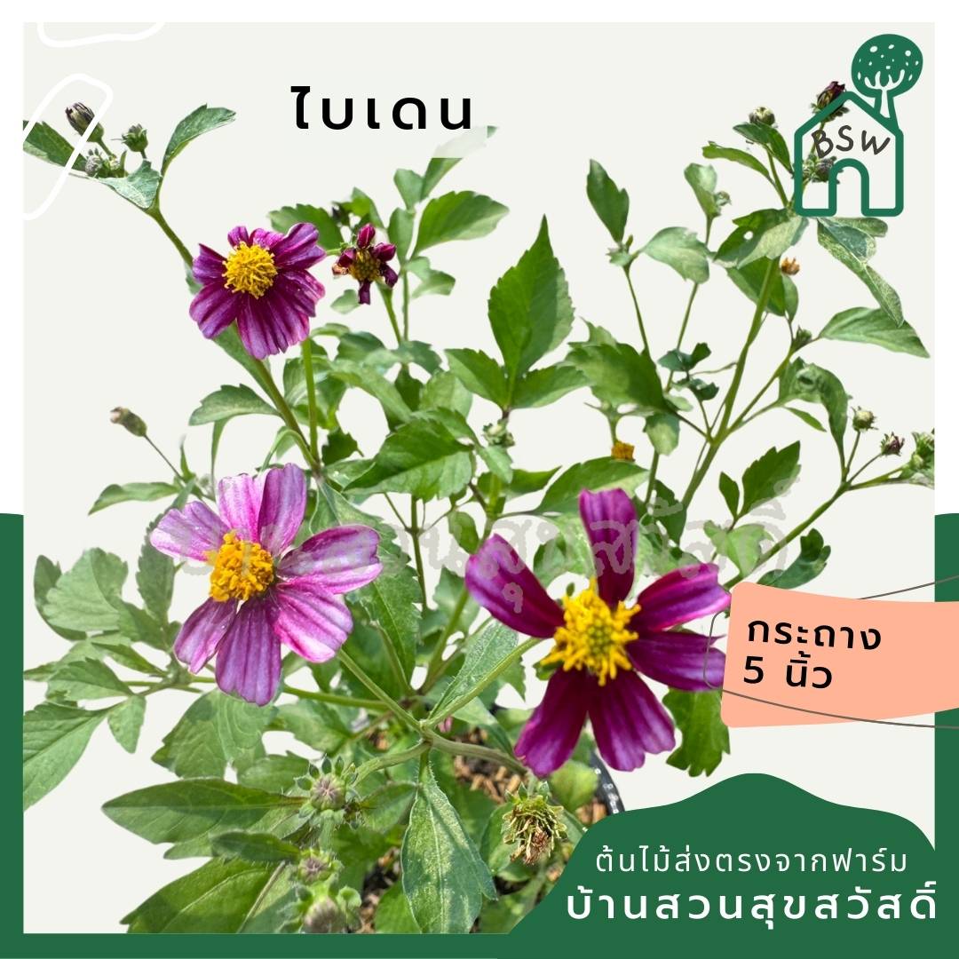 ต้นไบเดน ดาวกระจายไต้หวัน (Bidens pilosa L. )