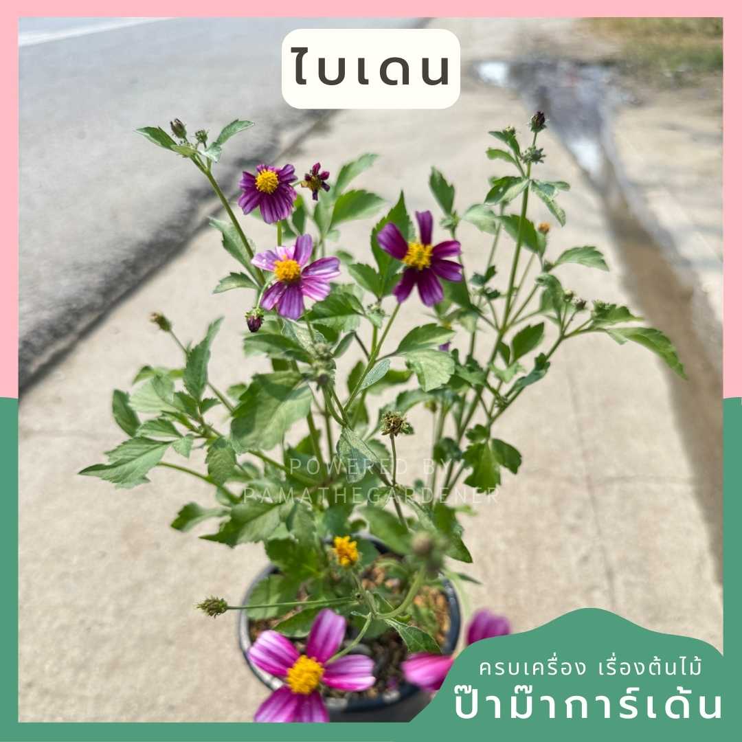 ต้นไบเดน ดาวกระจายไต้หวัน (Bidens pilosa L. )