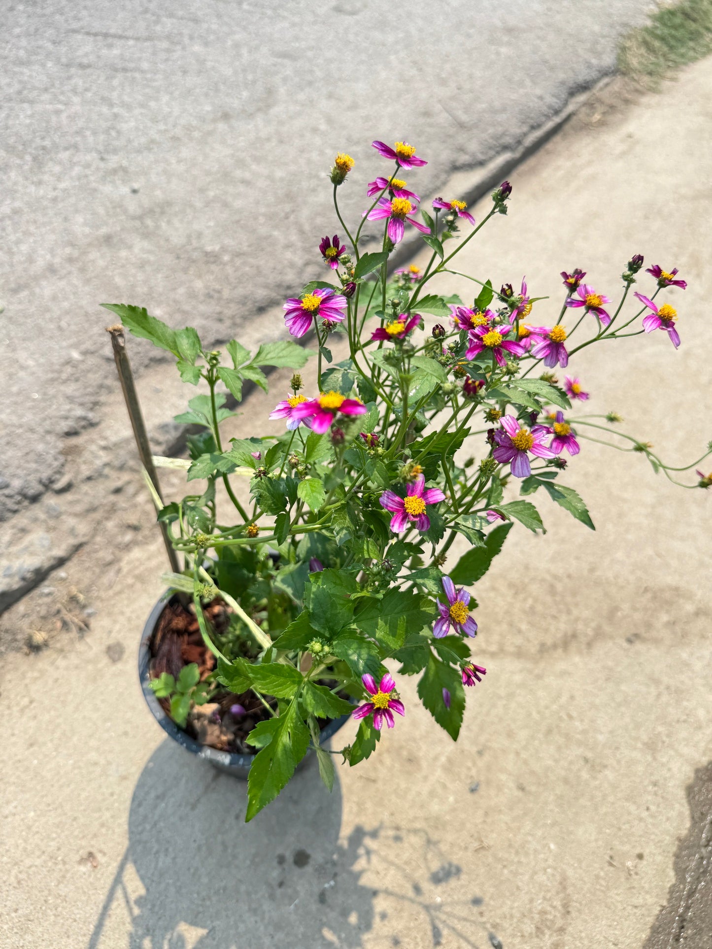 ต้นไบเดน ดาวกระจายไต้หวัน (Bidens pilosa L. )