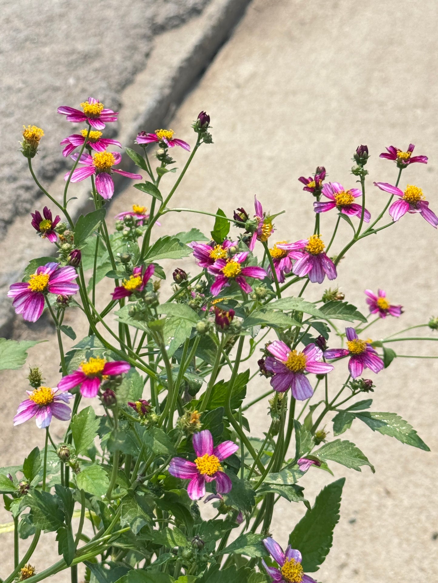 ต้นไบเดน ดาวกระจายไต้หวัน (Bidens pilosa L. )