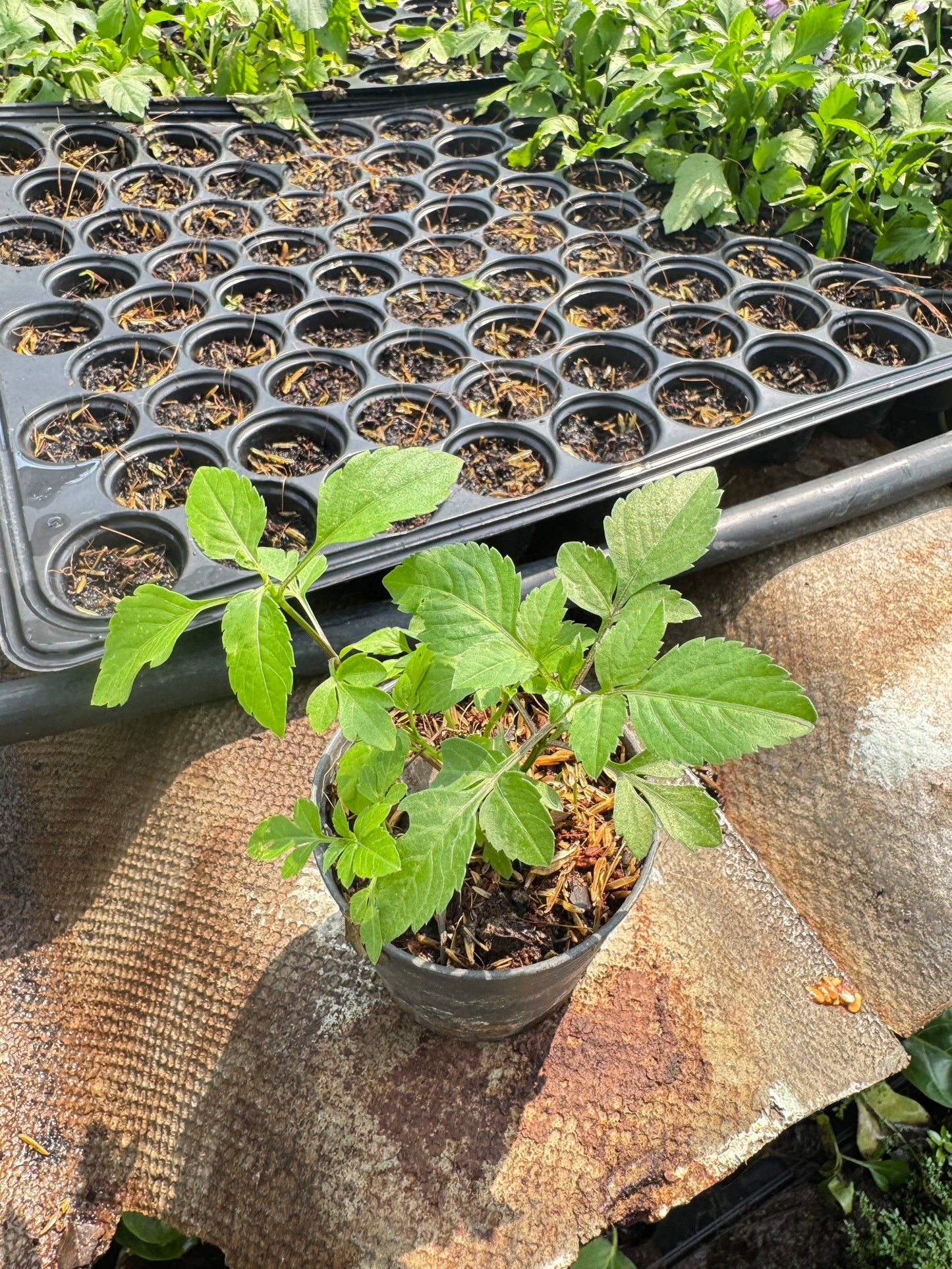 ต้นไบเดน ดาวกระจายไต้หวัน (Bidens pilosa L. )