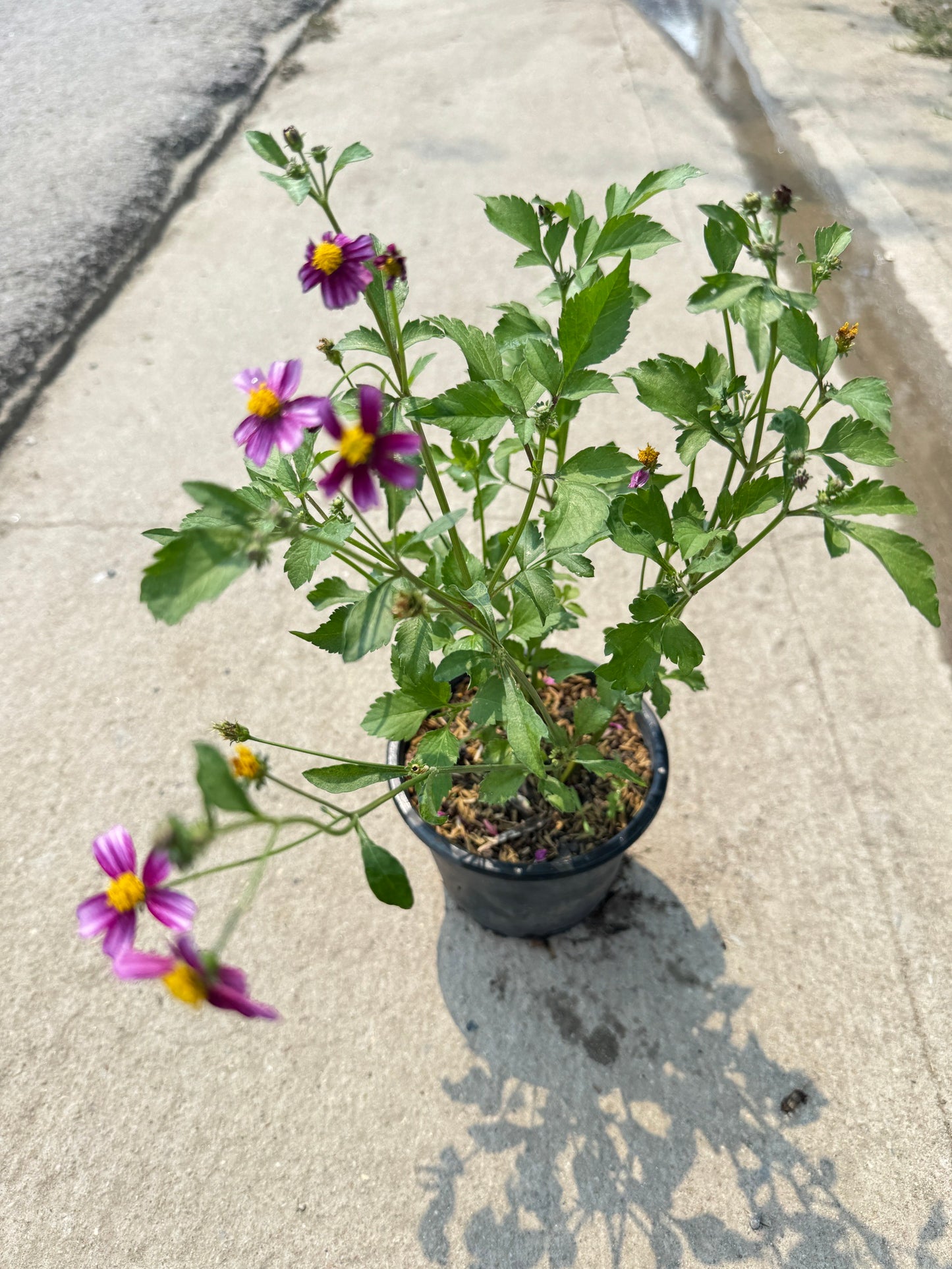 ต้นไบเดน ดาวกระจายไต้หวัน (Bidens pilosa L. )