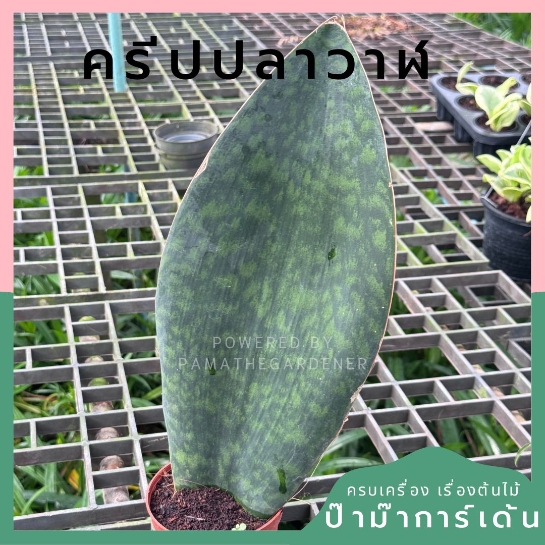 ครีบปลาวาฬ, ว่านงาช้างแคระ -Whale Fin Sansevieria