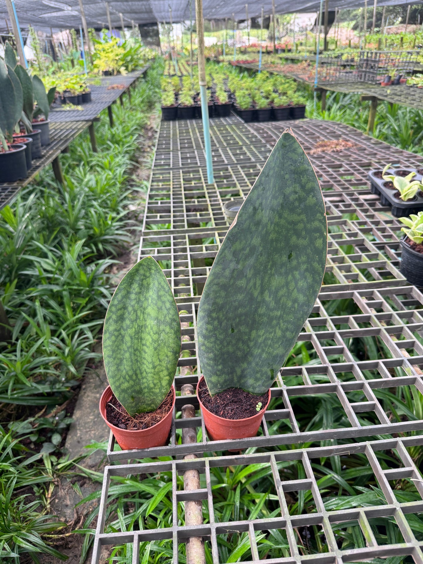 ครีบปลาวาฬ, ว่านงาช้างแคระ -Whale Fin Sansevieria
