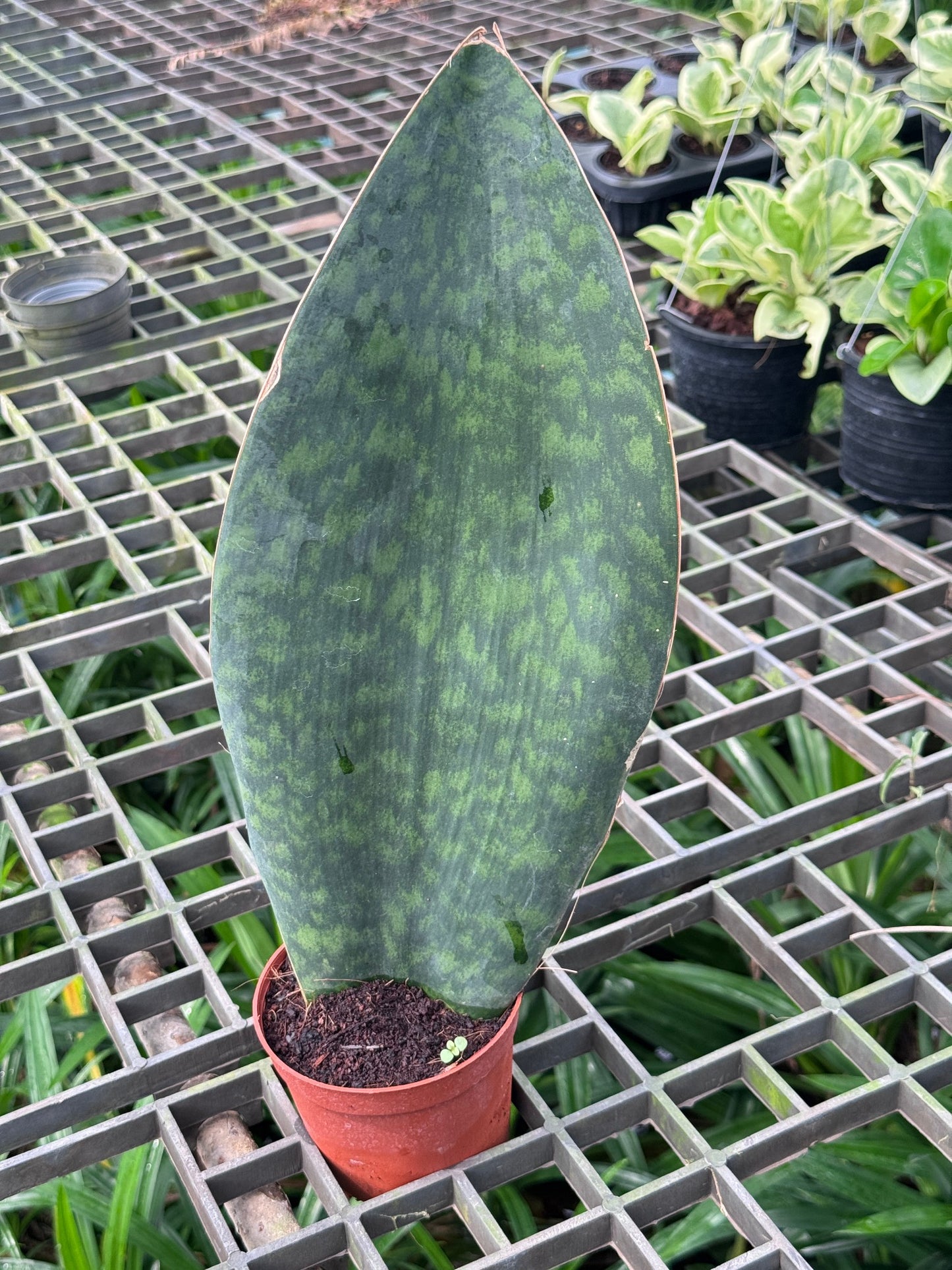 ครีบปลาวาฬ, ว่านงาช้างแคระ -Whale Fin Sansevieria