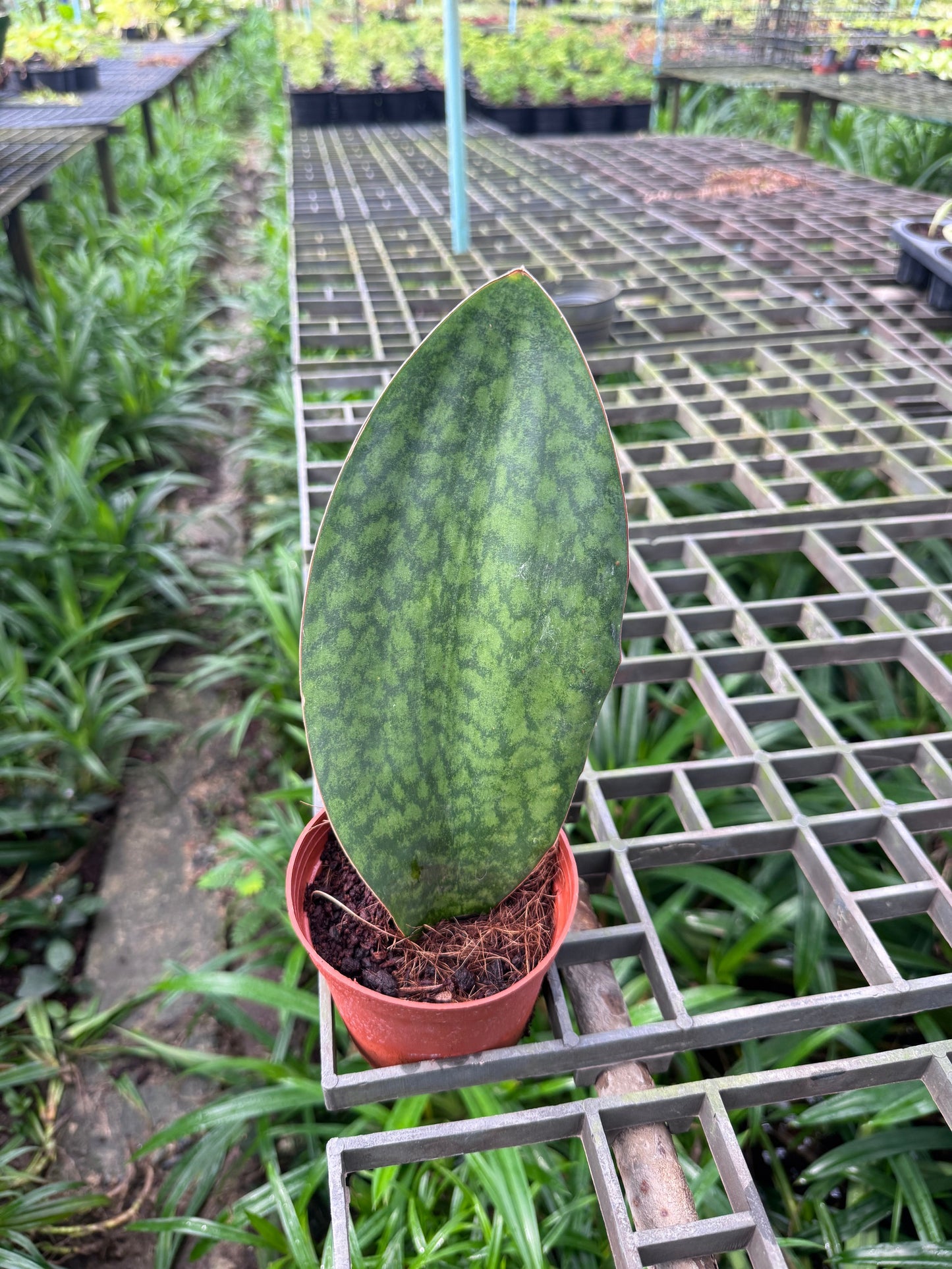 ครีบปลาวาฬ, ว่านงาช้างแคระ -Whale Fin Sansevieria