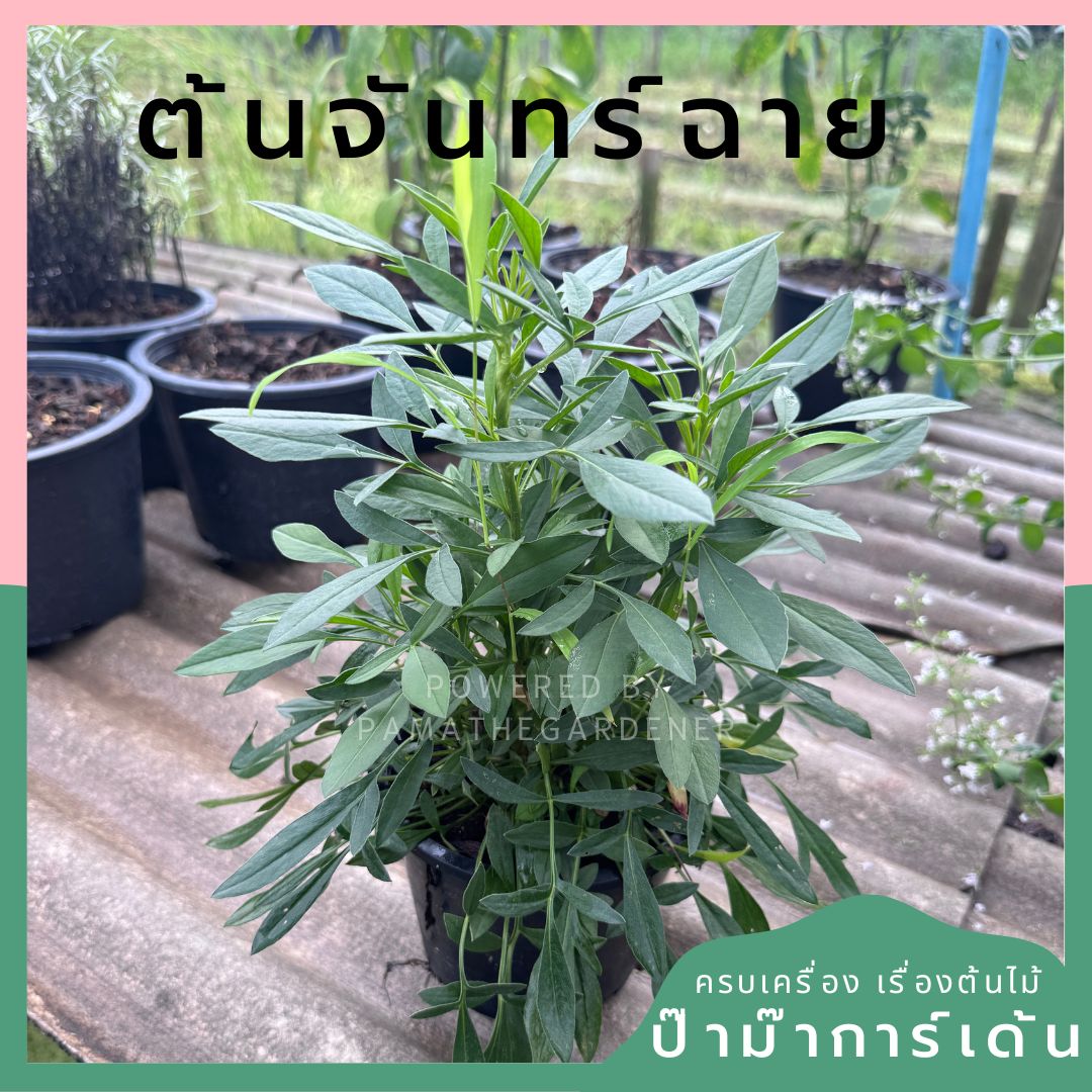 พระจันทร์ฉาย ส่งพร้อมกระถาง
