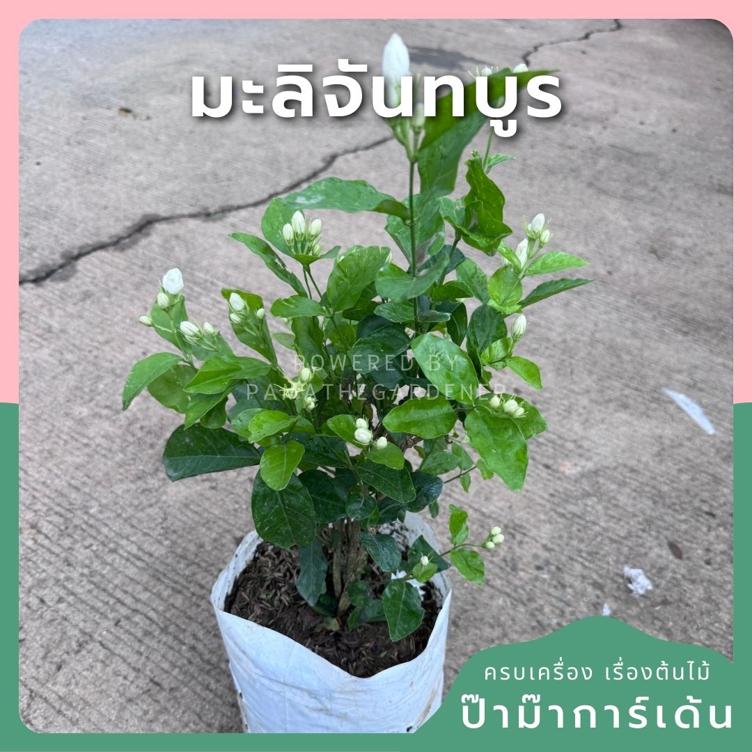 มะลิจันทบูร มะลิจันท์ ส่งพร้อมกระถาง