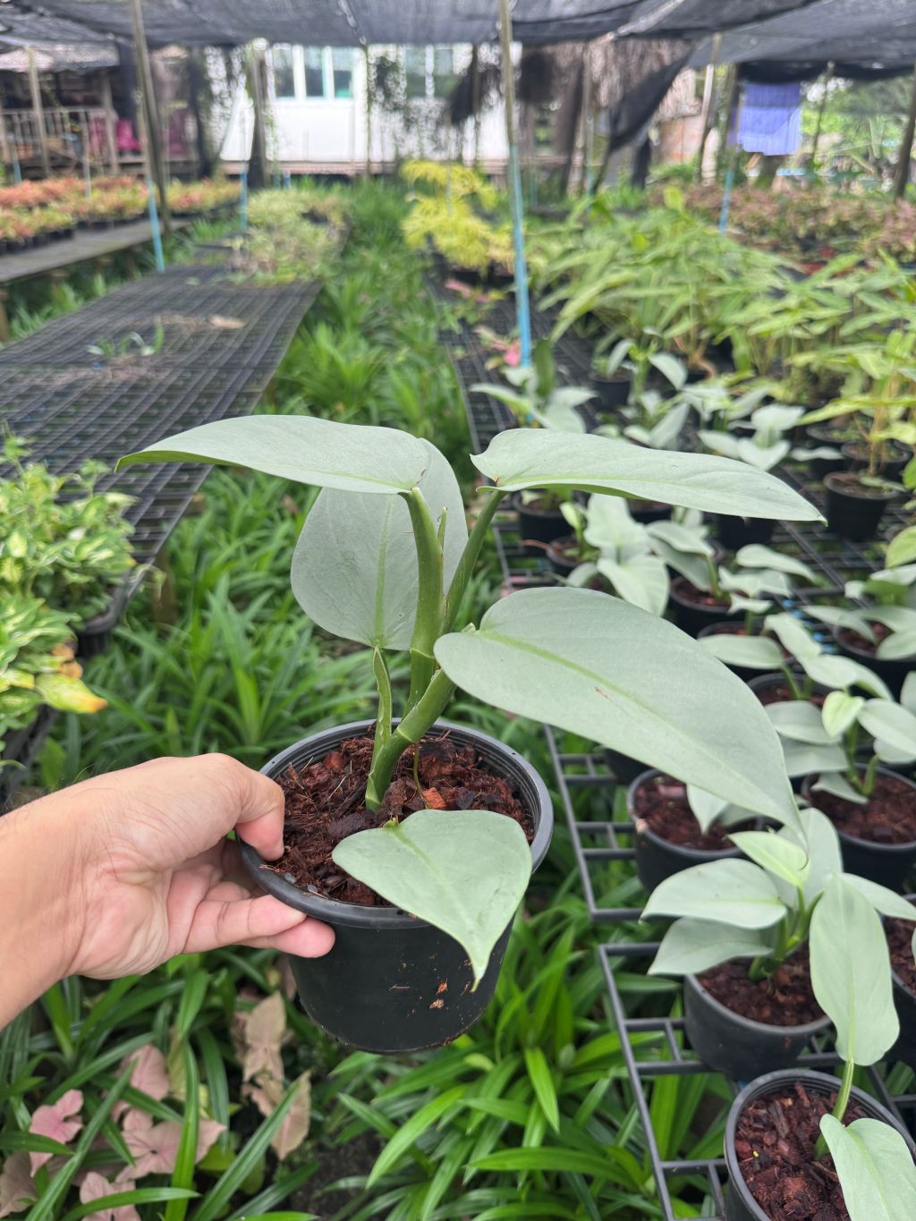 ฟิโล ดาบเงิน philidendron silver sword กระถาง 5 นิ้ว