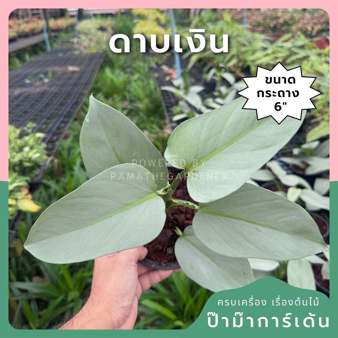 ฟิโล ดาบเงิน philidendron silver sword กระถาง 5 นิ้ว