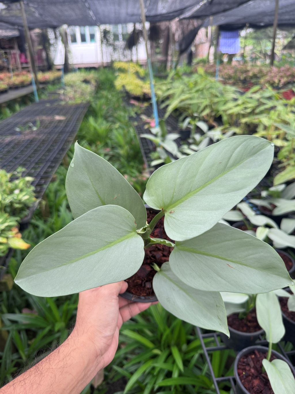 ฟิโล ดาบเงิน philidendron silver sword กระถาง 5 นิ้ว