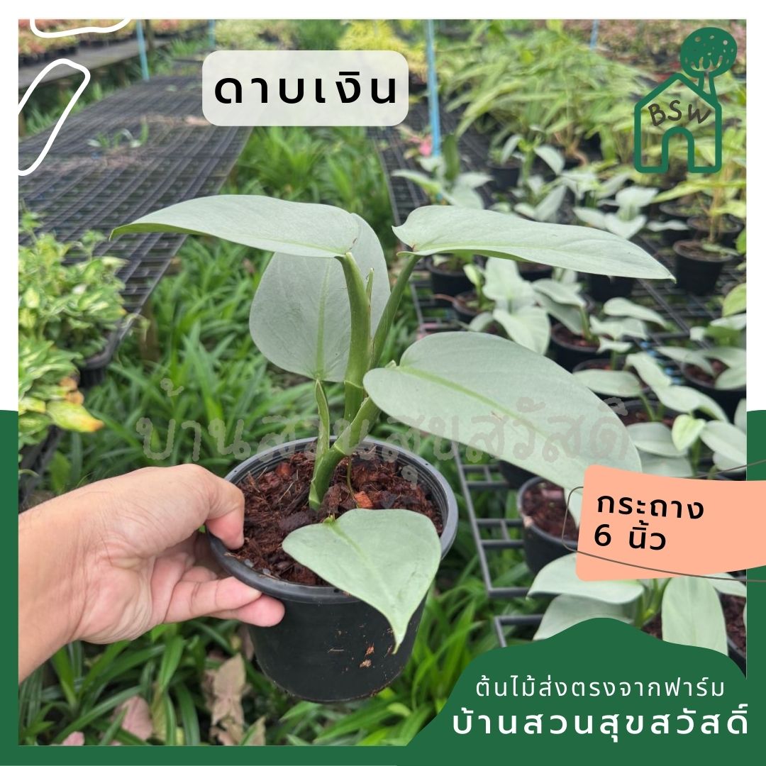 ฟิโล ดาบเงิน philidendron silver sword กระถาง 5 นิ้ว
