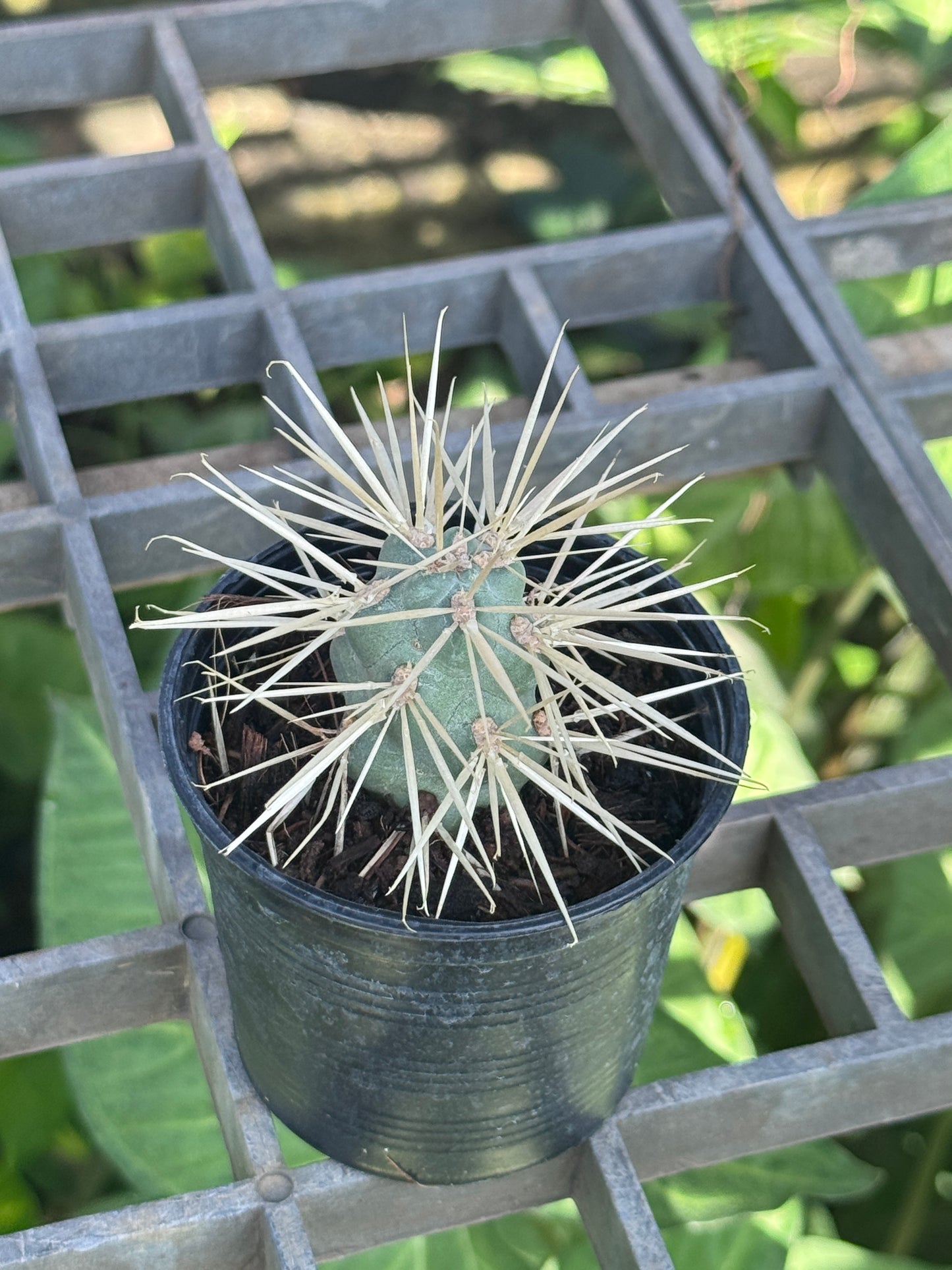Jumping cholla Cactus กระบองเพชร