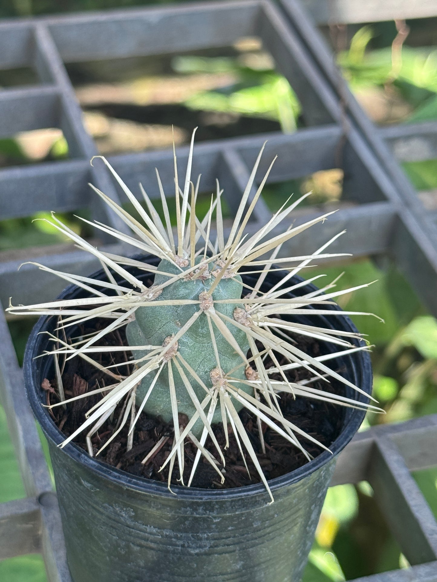 Jumping cholla Cactus กระบองเพชร