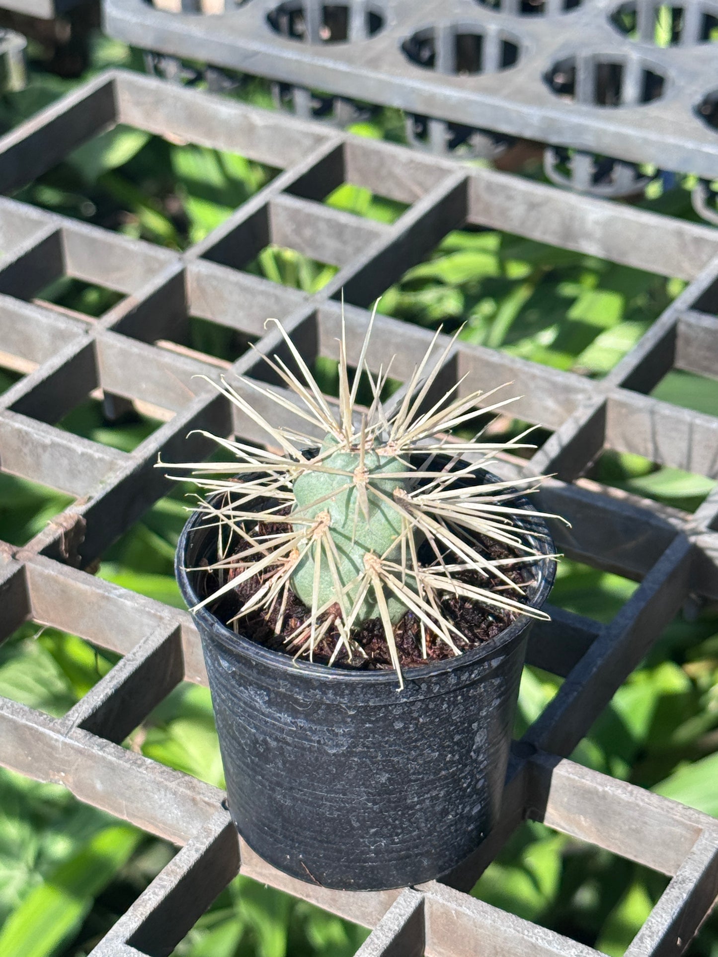 Jumping cholla Cactus กระบองเพชร