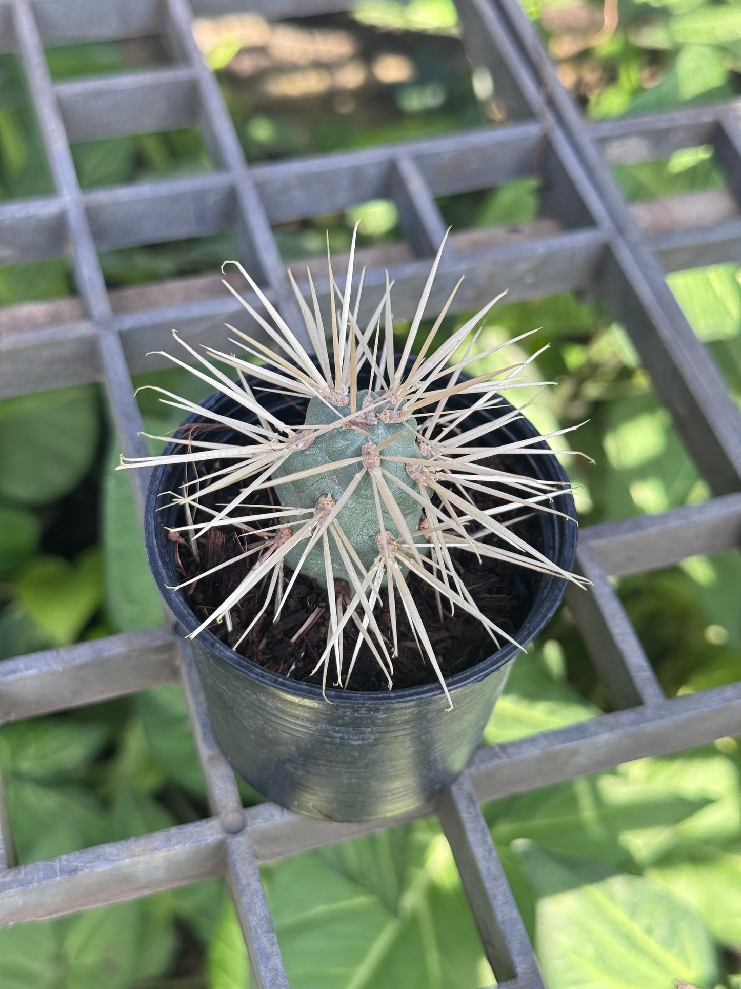 Jumping cholla Cactus กระบองเพชร