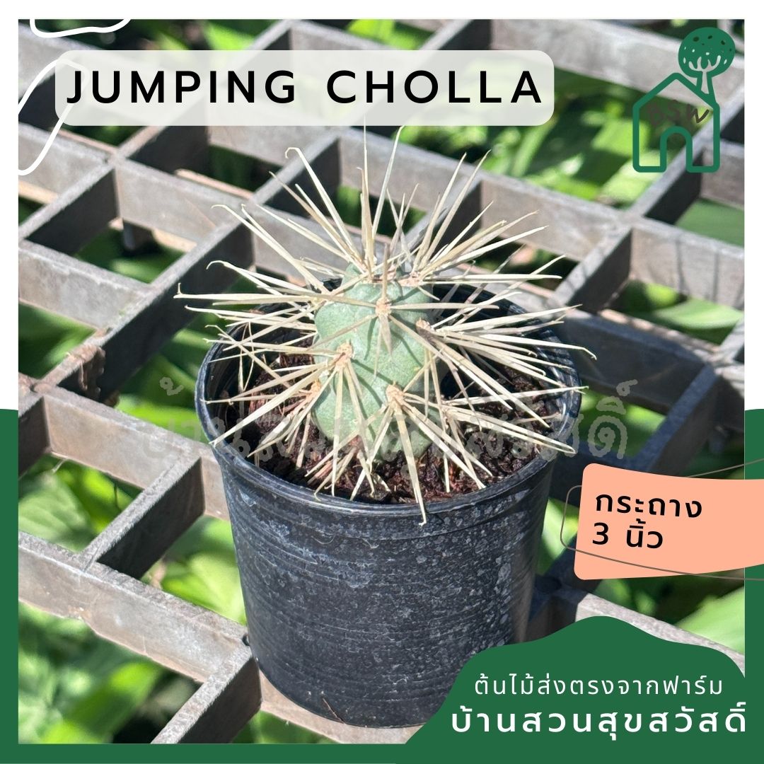 Jumping cholla Cactus กระบองเพชร