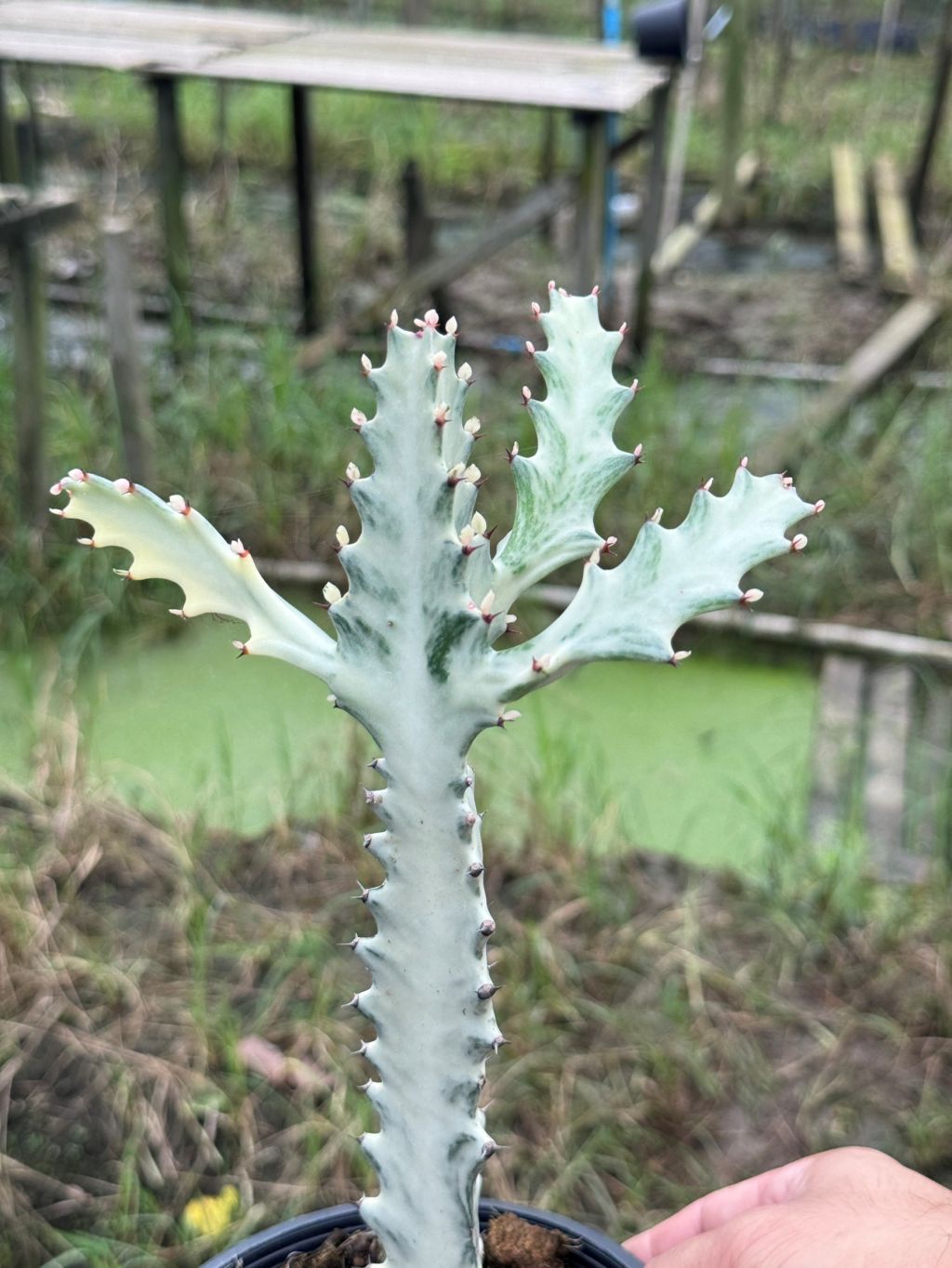 กระดูกมังกรขาว Euphorbia Lactea white ghost กระถาง 6 นิ้ว