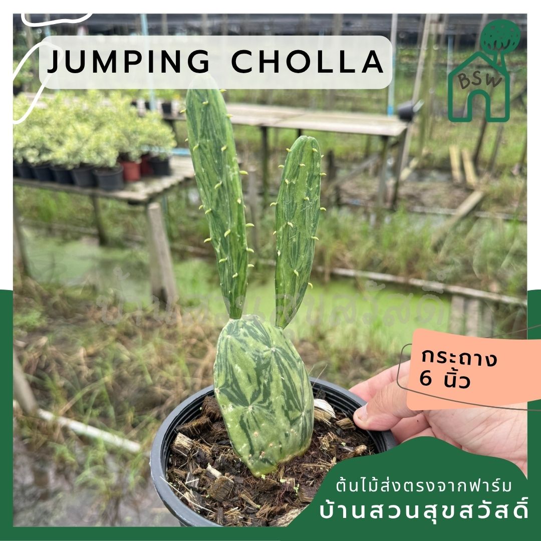 เสมาด่าง โอพันเทียด่าง opuntia Cactus กระถาง 6 นิ้ว