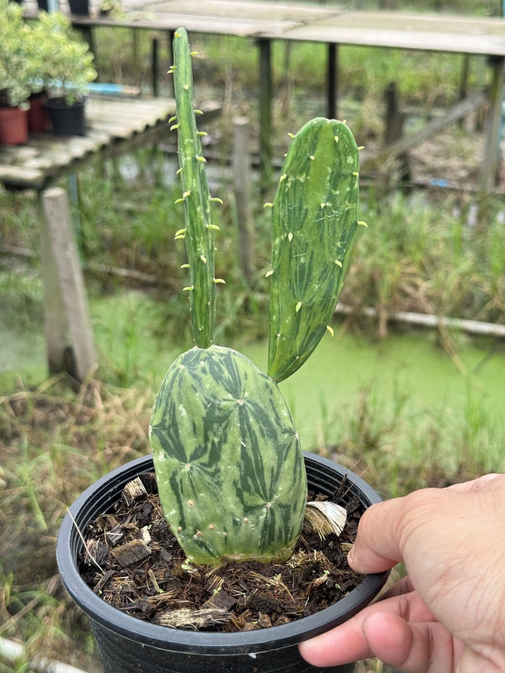 เสมาด่าง โอพันเทียด่าง opuntia Cactus กระถาง 6 นิ้ว