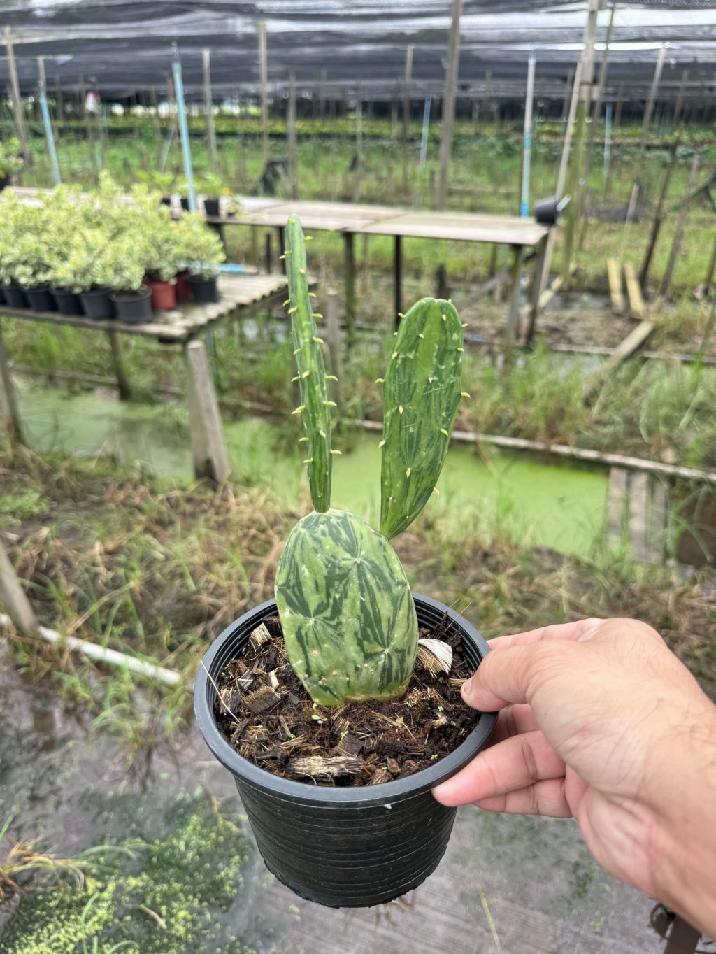 เสมาด่าง โอพันเทียด่าง opuntia Cactus กระถาง 6 นิ้ว