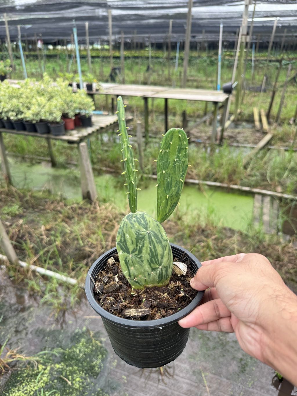 เสมาด่าง โอพันเทียด่าง opuntia Cactus กระถาง 6 นิ้ว