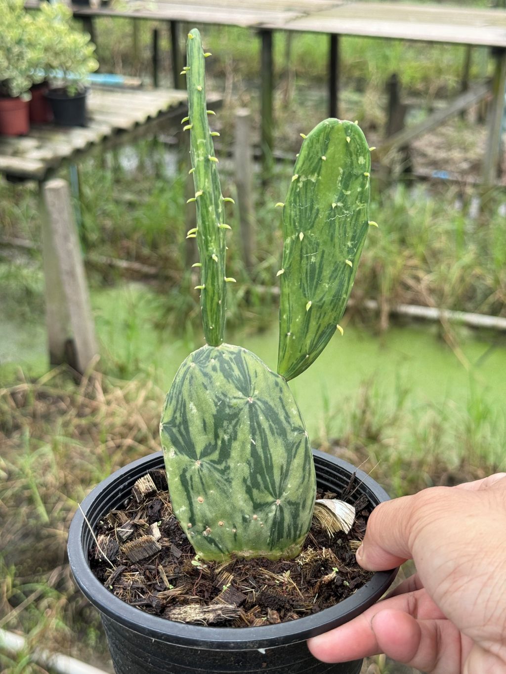เสมาด่าง โอพันเทียด่าง opuntia Cactus กระถาง 6 นิ้ว