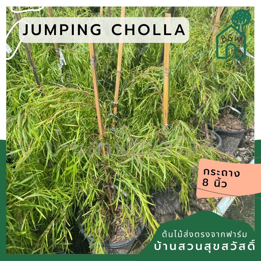 สนลู่ลม กระถาง 8 นิ้ว