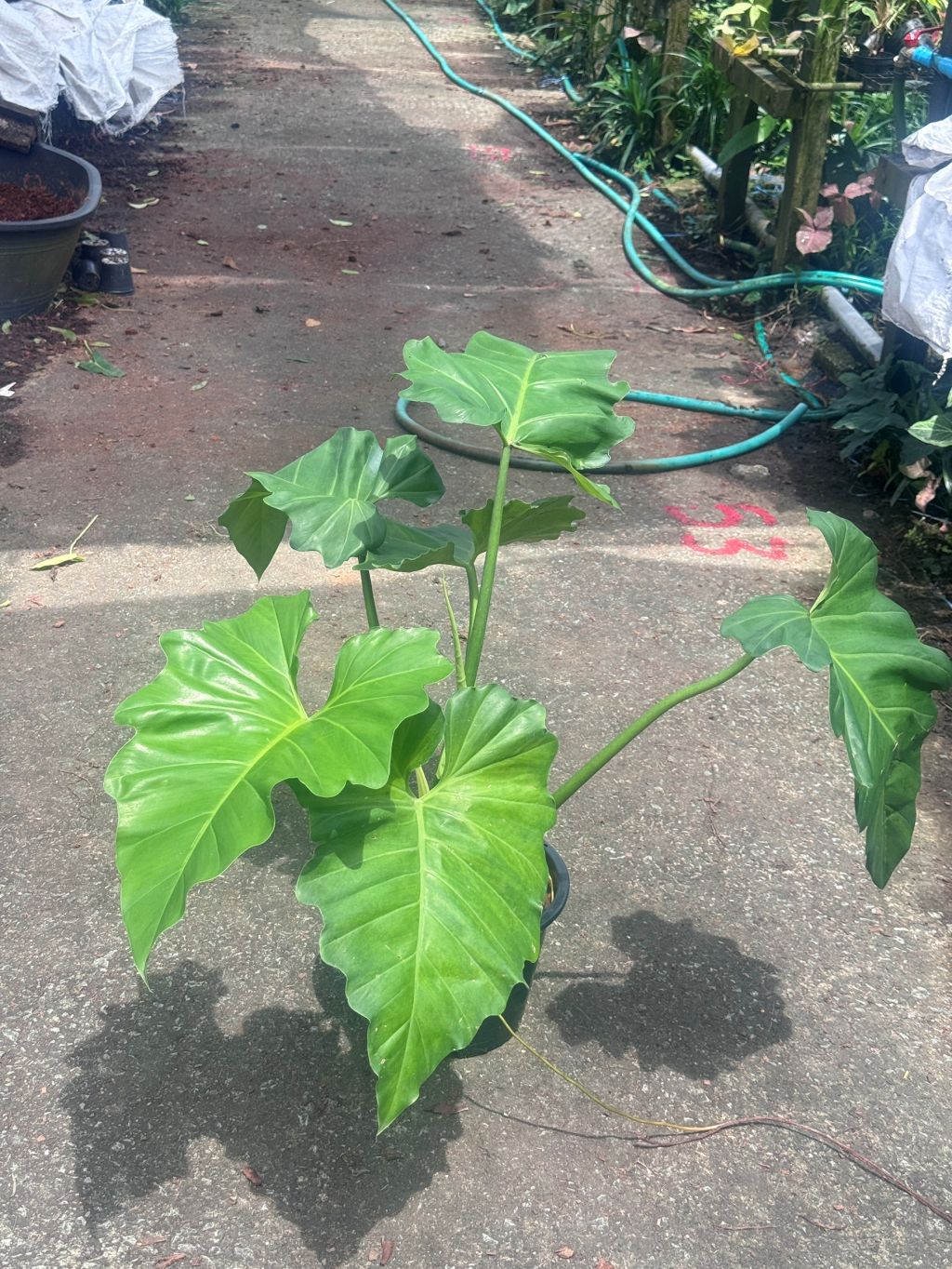 ฟิโลเดนดรอน หูช้าง Philodendron giganteum Schott ส่งพร้อมกระถาง 8-11 นิ้ว