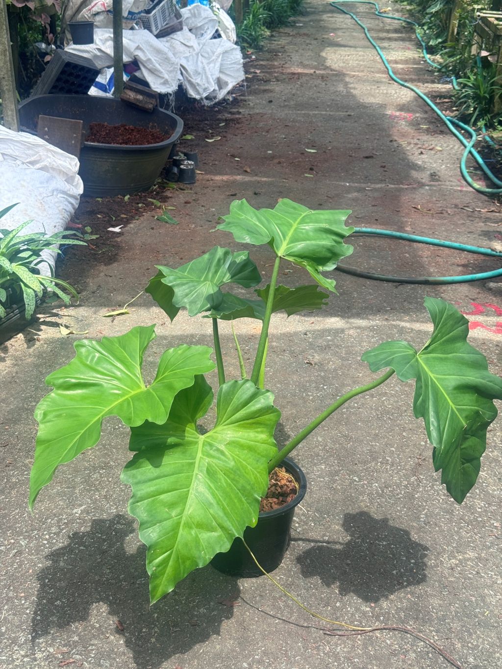 ฟิโลเดนดรอน หูช้าง Philodendron giganteum Schott ส่งพร้อมกระถาง 8-11 นิ้ว