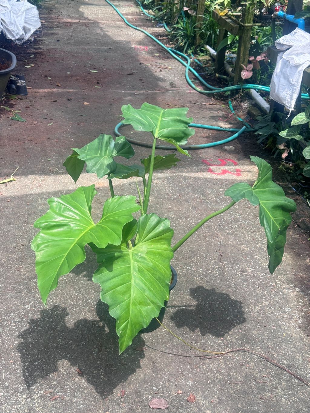 ฟิโลเดนดรอน หูช้าง Philodendron giganteum Schott ส่งพร้อมกระถาง 8-11 นิ้ว