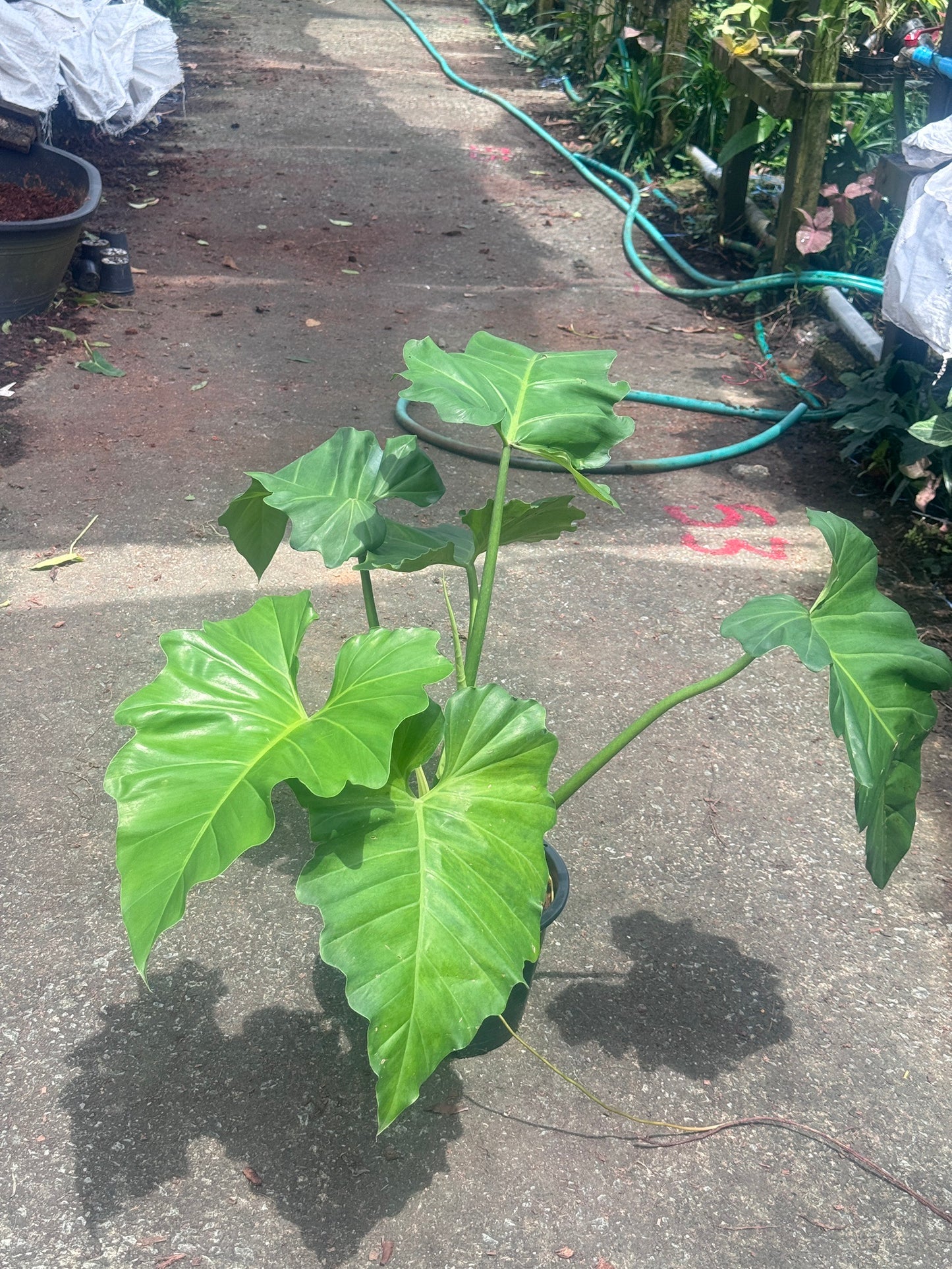 ฟิโลเดนดรอน หูช้าง Philodendron giganteum Schott ส่งพร้อมกระถาง 8-11 นิ้ว