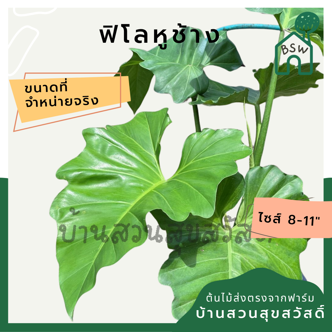 ฟิโลเดนดรอน หูช้าง Philodendron giganteum Schott ส่งพร้อมกระถาง 8-11 นิ้ว