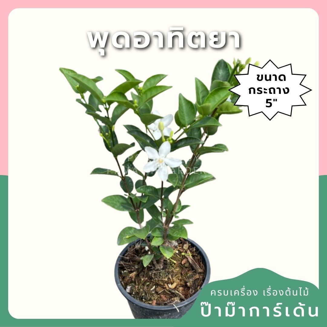 พุดศุภโชคอาทิตยา กระถาง 5 นิ้ว