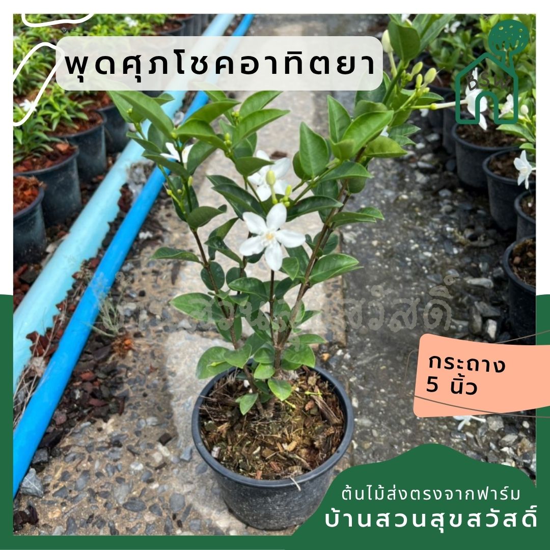 พุดศุภโชคอาทิตยา กระถาง 5 นิ้ว