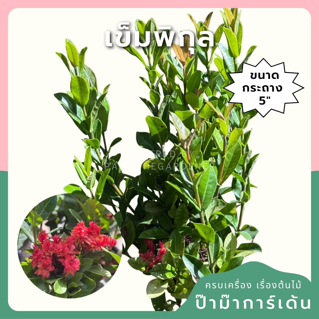 เข็มพิกุล กระถาง 5 นิ้ว
