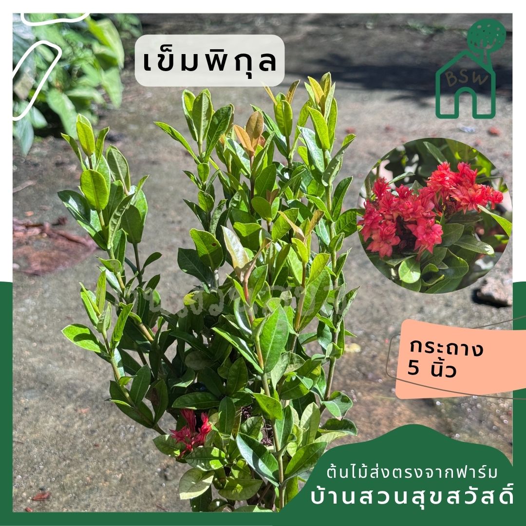เข็มพิกุล กระถาง 5 นิ้ว