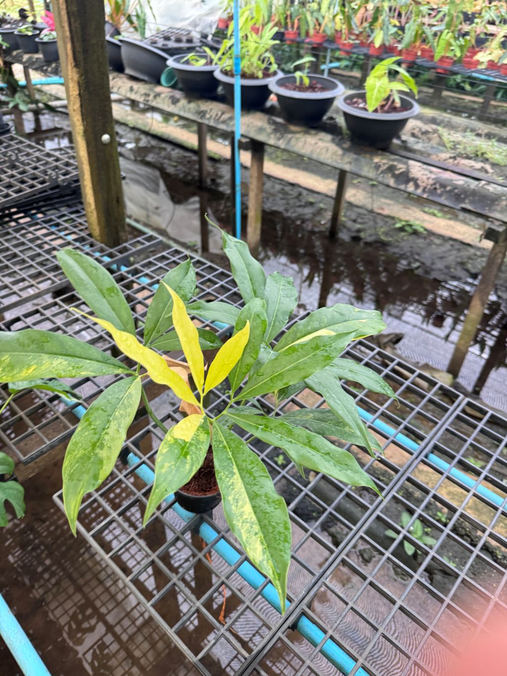 โกลดิอี้ด่าง The Characteristics of the Philodendron Goeldii Variegated กระถาง 4-5 นิ้ว