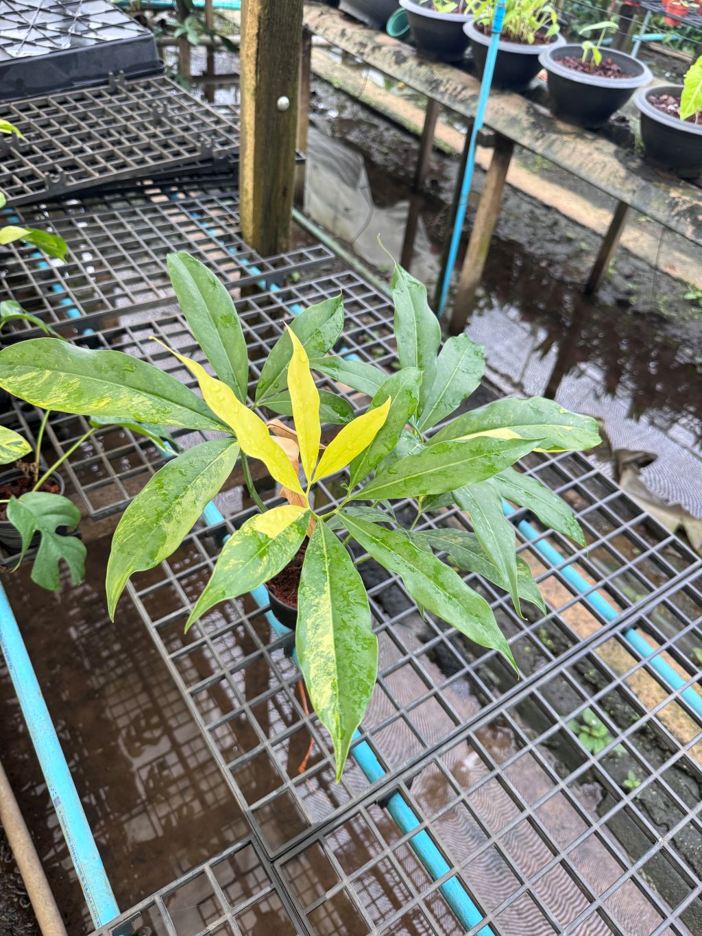 โกลดิอี้ด่าง The Characteristics of the Philodendron Goeldii Variegated กระถาง 4-5 นิ้ว