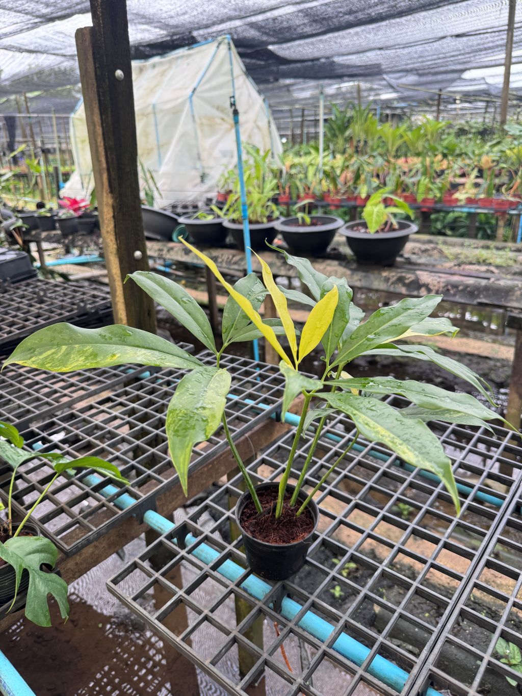 โกลดิอี้ด่าง The Characteristics of the Philodendron Goeldii Variegated กระถาง 4-5 นิ้ว