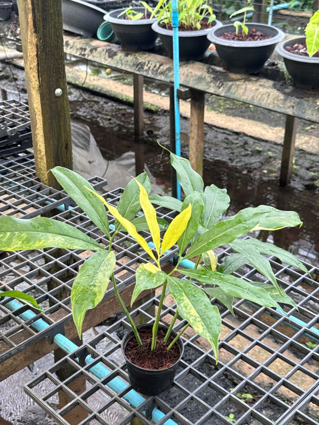 โกลดิอี้ด่าง The Characteristics of the Philodendron Goeldii Variegated กระถาง 4-5 นิ้ว