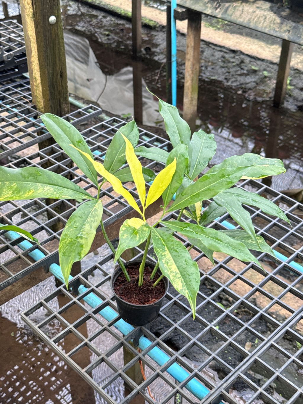 โกลดิอี้ด่าง The Characteristics of the Philodendron Goeldii Variegated กระถาง 4-5 นิ้ว