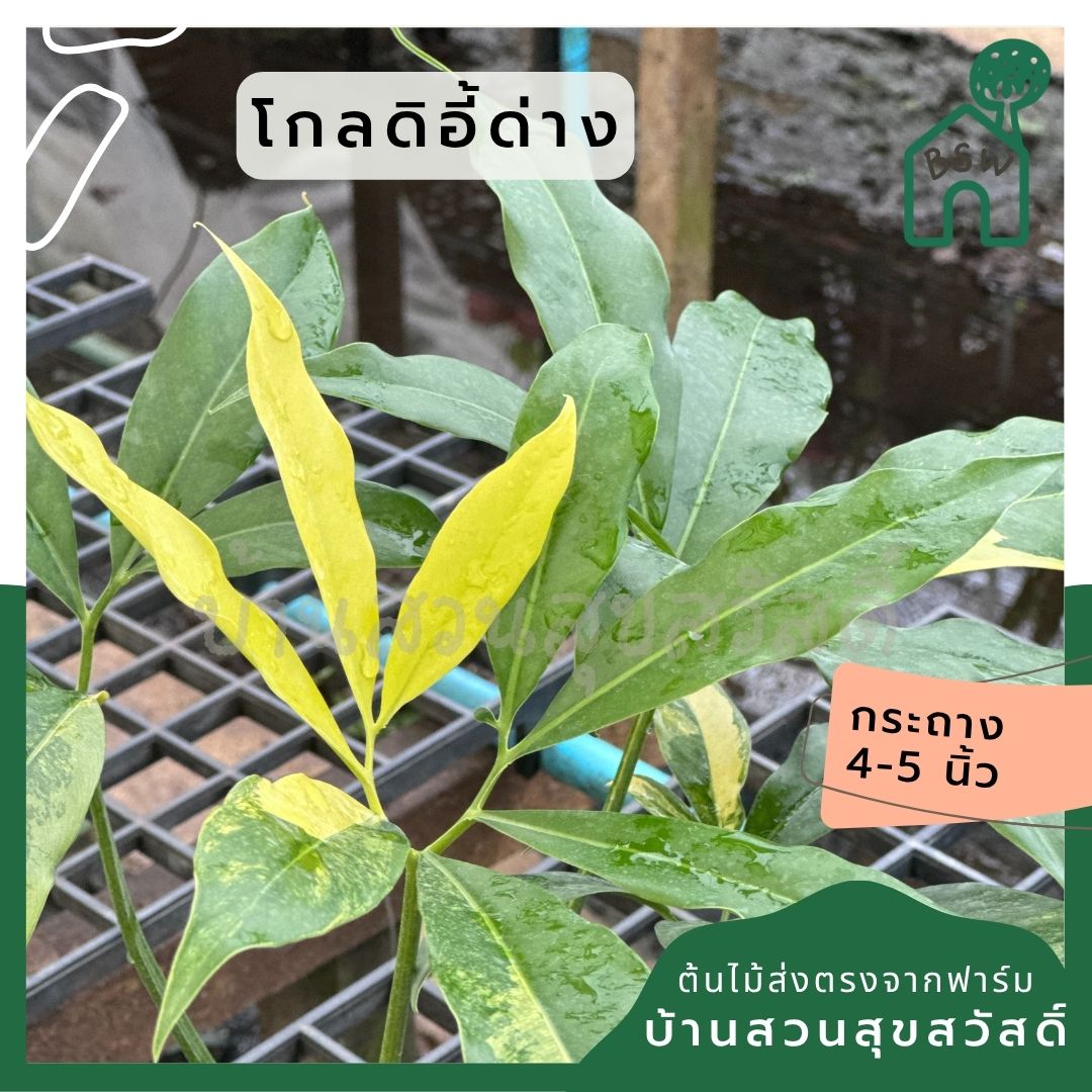 โกลดิอี้ด่าง The Characteristics of the Philodendron Goeldii Variegated กระถาง 4-5 นิ้ว