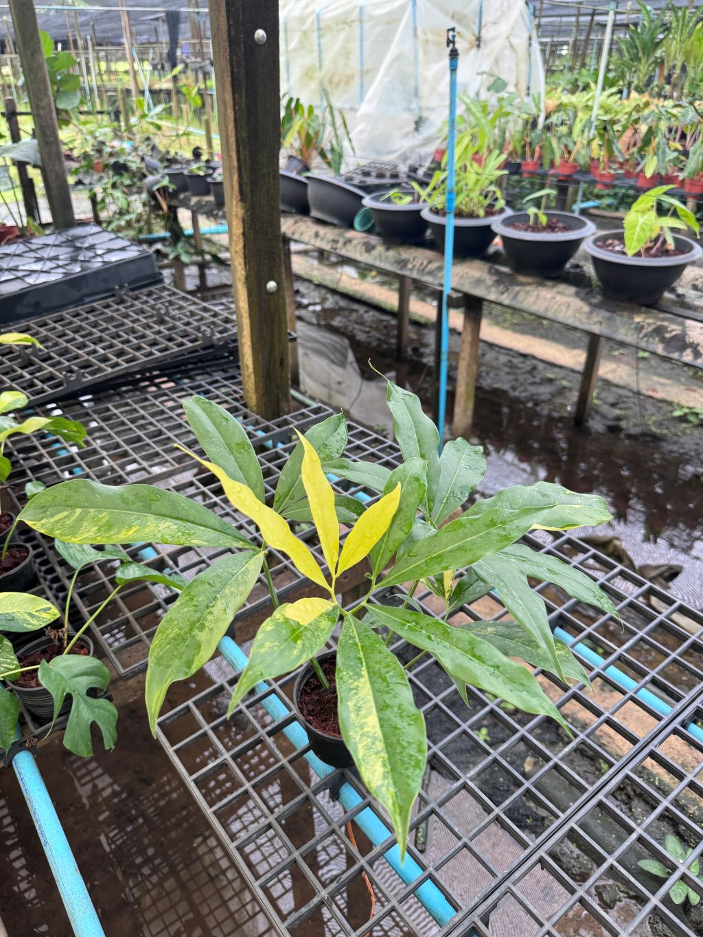 โกลดิอี้ด่าง The Characteristics of the Philodendron Goeldii Variegated กระถาง 4-5 นิ้ว