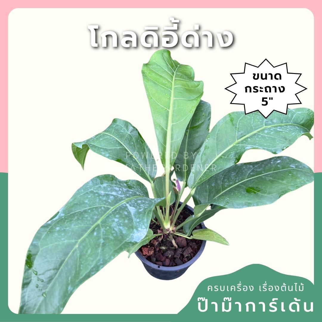โชคเก้าชั้น ส่งพร้อมกระถาง ขนาด 5 นิ้ว