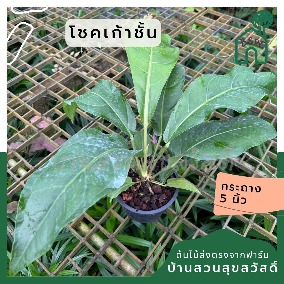 โชคเก้าชั้น ส่งพร้อมกระถาง ขนาด 5 นิ้ว