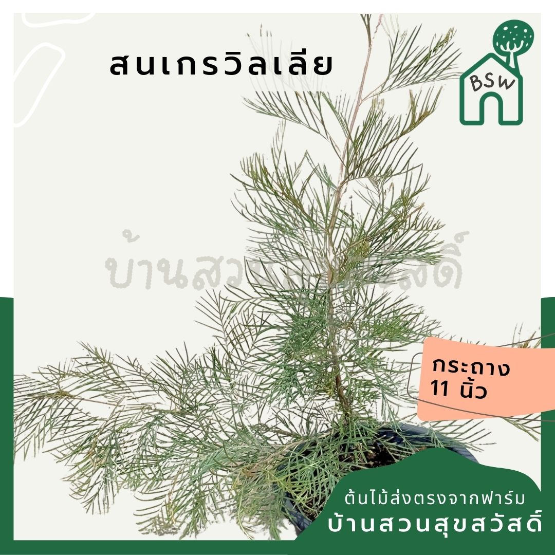 สนเกรวิลเลีย กระถาง 11 นิ้ว