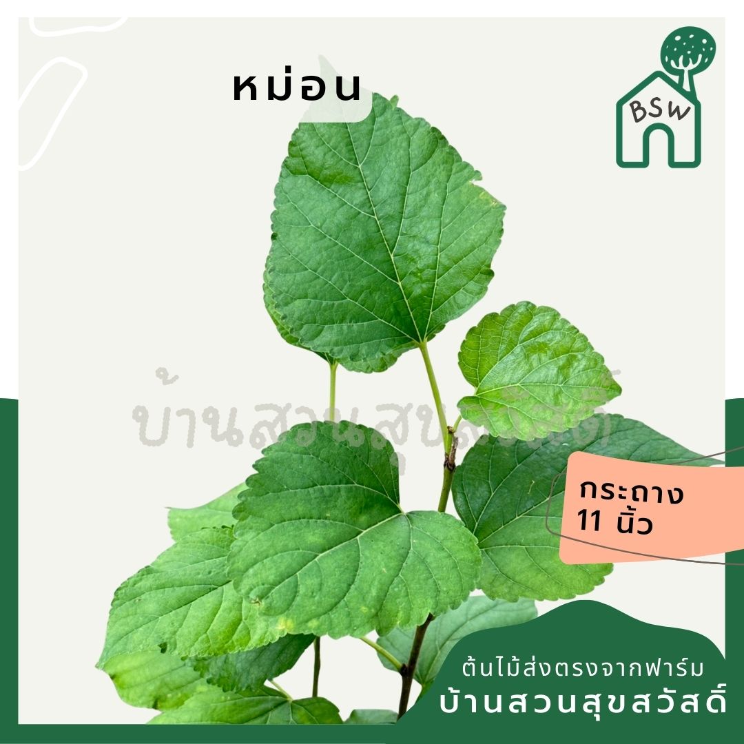 ต้นหม่อน หรือ มัลเบอร์รี่