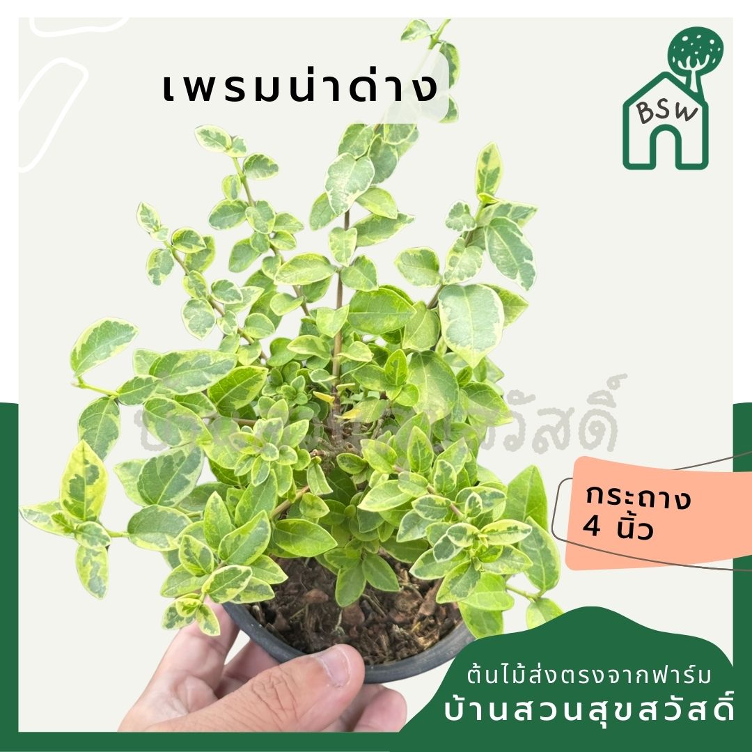 เพรมน่าด่าง กระถาง 4 นิ้ว