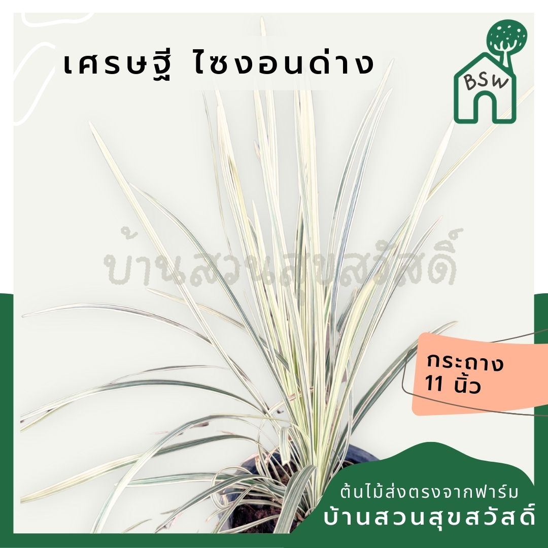 เศรษฐี ไซงอนด่าง กระถาง 11 นิ้ว